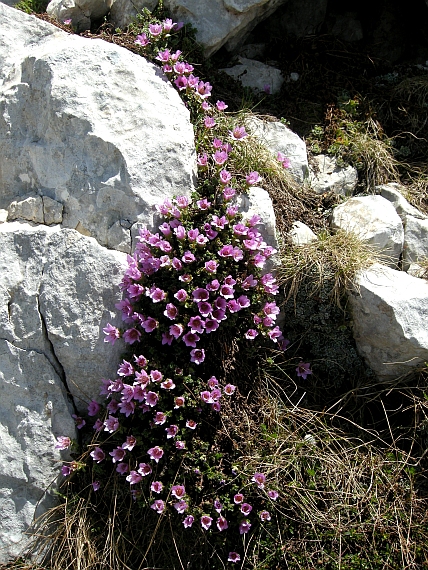 Saxifraga oppositifolia subsp. oppositifolia/ Sassifraga a foglie opposte